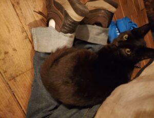 77390001866484792181020230732301620962